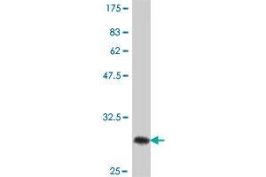 Western Blot detection against Immunogen (29. (Phospholamban antibody  (AA 1-30))