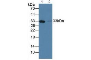 Figure. (FCN1 antibody  (AA 45-249))