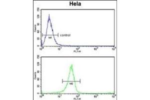 TSN6 Antibody (C-term) (ABIN6242668 and ABIN6579053) flow cytometry analysis of Hela cells (bottom histogram) comred to a negative control cell (top histogram). (Tetraspanin 6 antibody  (C-Term))