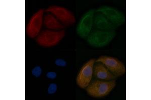 HHLA2 Mouse Monoclonal Antibody staining Hela cells by IF/ICC.