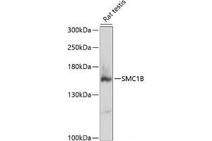 Western blot analysis of extracts of Rat testis using SMC1B Polyclonal Antibody at dilution of 1:3000. (SMC1B antibody)