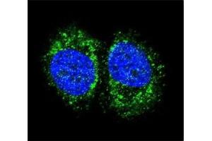 Immunofluorescence (IF) image for anti-Nuclear Factor-kB p65 (NFkBP65) (AA 10-37) antibody (ABIN3029810)
