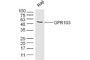 Raji lysates probed with GPR103 Polyclonal Antibody, Unconjugated  at 1:300 dilution and 4˚C overnight incubation. (QRFPR antibody  (AA 151-250))