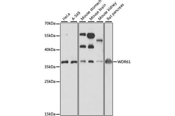 WDR61 antibody  (AA 1-305)