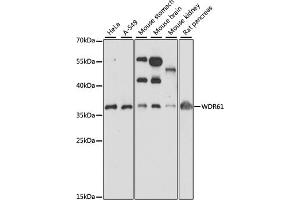 Western blot analysis of extracts of various cell lines, using WDR61 antibody (ABIN7271361) at 1:1000 dilution.