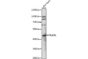 Western blot analysis of extracts of rat heart, using FBLIM1 antibody (ABIN7267208) at 1:1000 dilution. (FBLIM1 antibody  (AA 180-272))