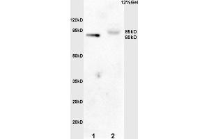 SDS-PAGE (SDS) image for anti-GRB2-Associated Binding Protein 2 (GAB2) (pTyr452) antibody (ABIN685288)