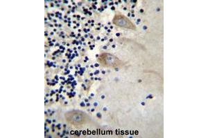 Immunohistochemistry analysis in formalin fixed and paraffin embedded human cerebellum tissue using EIF3CL Antibody (N-term) followed by peroxidase conjugation of the secondary antibody and DAB staining.