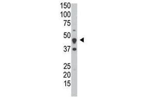 The DUSP6 antibody used in western blot to detect DUSP6 in HeLa cell lysate (DUSP6 antibody  (AA 58-89))