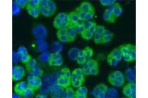 Staining of a cytospin preparation of peripheral blood mononuclear cells isolated from buffycoat. (Cathelicidin antibody)