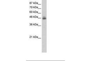 Image no. 2 for anti-RNA Binding Motif, Single Stranded Interacting Protein 1 (RBMS1) (C-Term) antibody (ABIN203115) (RBMS1 antibody  (C-Term))