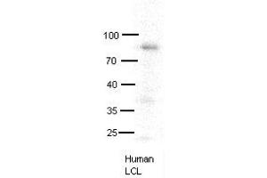 MX1 antibody - C-terminal region  validated by WB using human LCL at 1:1000. (MX1 antibody  (C-Term))