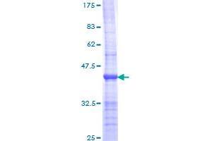 POLR2A/RPB1 Protein (AA 1-110) (GST tag)