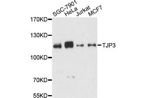 Western blot analysis of extracts of various cell lines, using TJP3 antibody (ABIN6291478) at 1:3000 dilution.