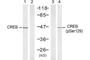Western blot analysis of extracts from 293 cells untreated or treated with UV, using CREB (Ab-129) antibody (E021265, Lane 1 and 2) and CREB (phospho-Ser129) antibody (E011273, Lane 1 and 2). (CREB1 antibody)