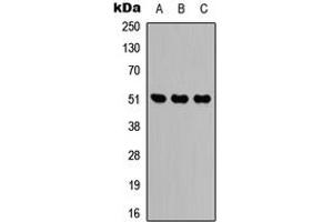 Western blot analysis of IDH2 expression in HEK293T (A), Raw264. (IDH2 antibody  (Center))