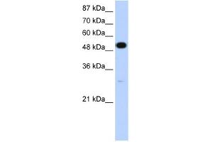 WB Suggested Anti-NOVA2 Antibody Titration:  1. (NOVA2 antibody  (N-Term))
