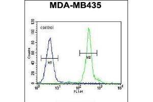 Flow cytometric analysis of MDA-MB435 cells (right histogram) compared to a negative control cell (left histogram). (GFRAL antibody  (C-Term))