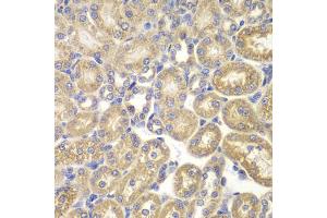 Immunohistochemistry of paraffin-embedded rat kidney using PSMD9 antibody (ABIN1876545) at dilution of 1:200 (40x lens). (PSMD9 antibody)