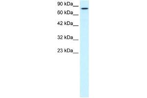 KIF3B antibody used at 2 ug/ml to detect target protein. (KIF3B antibody  (C-Term))