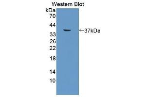 Western Blotting (WB) image for anti-Calcium/calmodulin-Dependent Protein Kinase II gamma (CAMK2G) (AA 14-301) antibody (ABIN1862273)