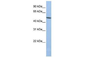 LOXL1 antibody used at 1 ug/ml to detect target protein. (LOXL1 antibody  (N-Term))