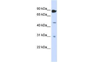 WB Suggested Anti-ADARB1 Antibody Titration:  0. (RED1 antibody  (N-Term))