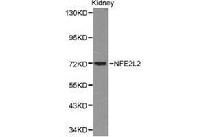 Western Blotting (WB) image for anti-Nuclear Factor (erythroid-Derived 2)-Like 2 (NFE2L2) antibody (ABIN1873893) (NRF2 antibody)