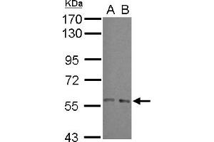Western Blotting (WB) image for anti-ADP-Ribosylation Factor GTPase Activating Protein 3 (ARFGAP3) (N-Term) antibody (ABIN1493987) (ARFGAP3 antibody  (N-Term))