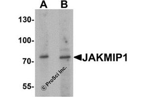 Western Blotting (WB) image for anti-Janus Kinase and Microtubule Interacting Protein 1 (JAKMIP1) antibody (ABIN1077419)