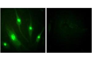 Immunofluorescence analysis of HeLa cells, using GTPase Activating Protein (Ab-387) Antibody. (RACGAP1 antibody  (AA 353-402))
