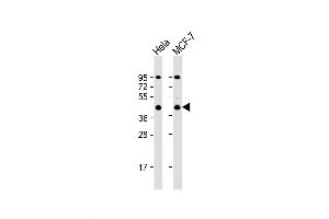 Western Blot at 1:1000 dilution Lane 1: Hela whole cell lysate Lane 2: MCF-7 whole cell lysate Lysates/proteins at 20 ug per lane. (ACTR2 antibody  (C-Term))