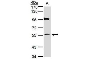 ADAMTSL1 antibody  (N-Term)