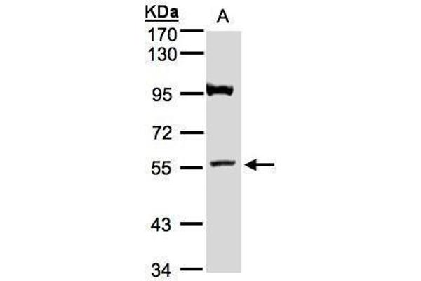 ADAMTSL1 anticorps  (N-Term)