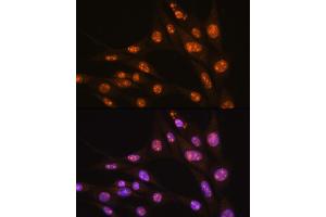 Immunofluorescence analysis of NIH/3T3 cells using YY2 Rabbit pAb (ABIN7271429) at dilution of 1:100. (YY2 antibody  (AA 200-300))