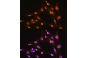 Immunofluorescence analysis of NIH/3T3 cells using YY2 Rabbit pAb (ABIN7271429) at dilution of 1:100.