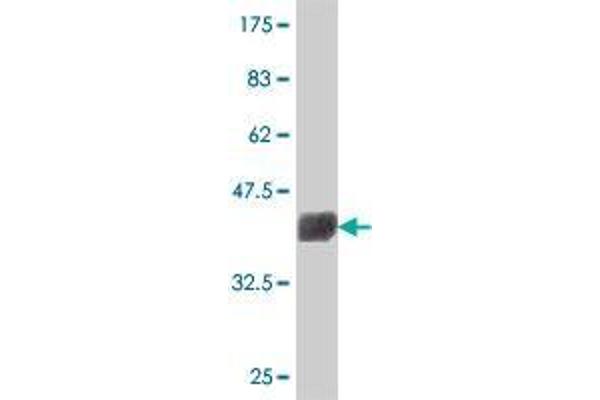 CATSPER3 antibody  (AA 299-398)
