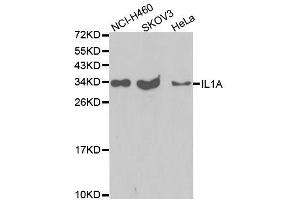 Western blot analysis of extracts of various cell lines, using IL1A antibody. (IL1A antibody  (AA 112-271))