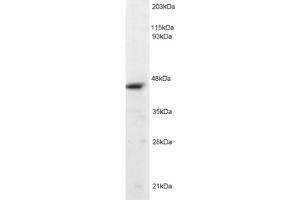 Western Blotting (WB) image for anti-Origin Recognition Complex, Subunit 4 (ORC4) (C-Term) antibody (ABIN2466042) (ORC4 antibody  (C-Term))