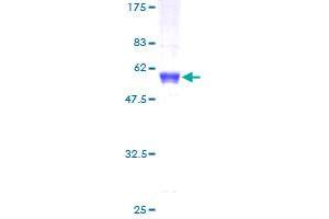 NFYB Protein (AA 1-207) (GST tag)