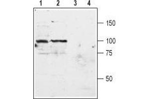 Western blot analysis of rat (lanes 1 and 3) and mouse (lanes 2 and 4) brain membranes: - 1,2. (Metabotropic Glutamate Receptor 3 antibody  (Extracellular, N-Term))