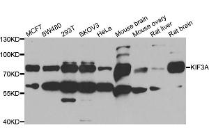 Western blot analysis of extracts of various cell lines, using KIF3A antibody (ABIN5973995) at 1/1000 dilution. (KIF3A antibody)