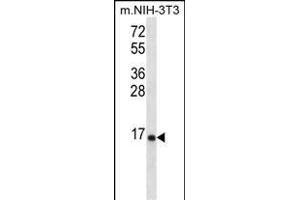 RPL23 Antibody (Center) (ABIN656509 and ABIN2845780) western blot analysis in mouse NIH-3T3 cell line lysates (35 μg/lane). (RPL23 antibody  (AA 49-78))