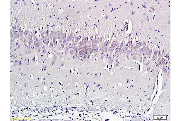 Nociceptin antibody  (AA 130-146)
