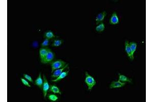 Immunofluorescent analysis of HepG2 cells using ABIN7144495 at dilution of 1:100 and Alexa Fluor 488-congugated AffiniPure Goat Anti-Rabbit IgG(H+L) (Aquaporin 1 antibody  (AA 2-269))