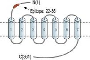 anti-omega-3 Fatty Acid Receptor 1 (O3FAR1) (AA 22-36), (Extracellular), (N-Term) antibody (FITC)