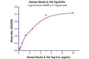Immobilized Human DNAM-1, Fc Tag (Cat# DN1-H5257) at 10 μg/mL (100 µl/well),can bind Human Nectin-2, His Tag (Cat# PV2-H52E2) with a linear range of 0. (CD226 Protein (CD226) (AA 19-247) (Fc Tag))