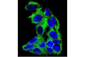 Confocal immunofluorescent analysis of ACADM Antibody (Center) (ABIN390808 and ABIN2841045) with HepG2 cell followed by Alexa Fluor 488-conjugated goat anti-rabbit lgG (green). (Medium-Chain Specific Acyl-CoA Dehydrogenase, Mitochondrial (AA 189-217) antibody)