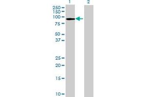 CCDC40 antibody  (AA 1-478)