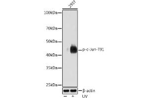 Western blot analysis of extracts of 293T cells, using Phospho-c-Jun-T91 Rabbit mAb (ABIN7268057) at 1:1000 dilution. (C-JUN antibody  (pThr91))